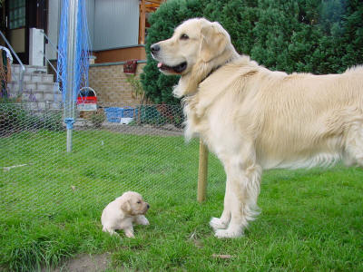 File:Father-son small.jpg