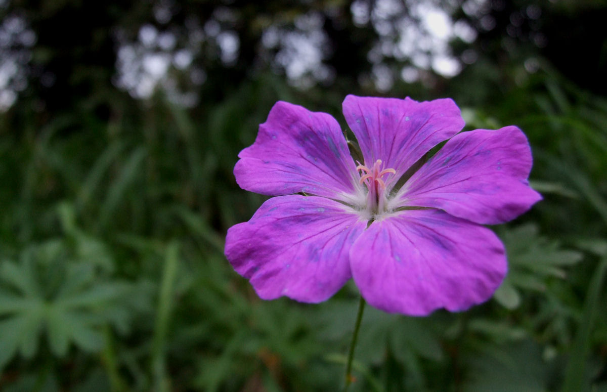 File:Flower violet 01.JPG - Wikimedia Commons