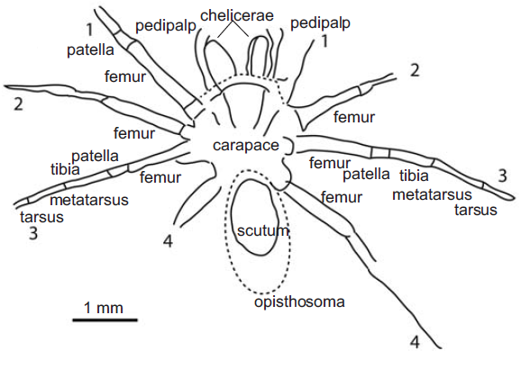 File:Friularachne rigoi illustration a.png