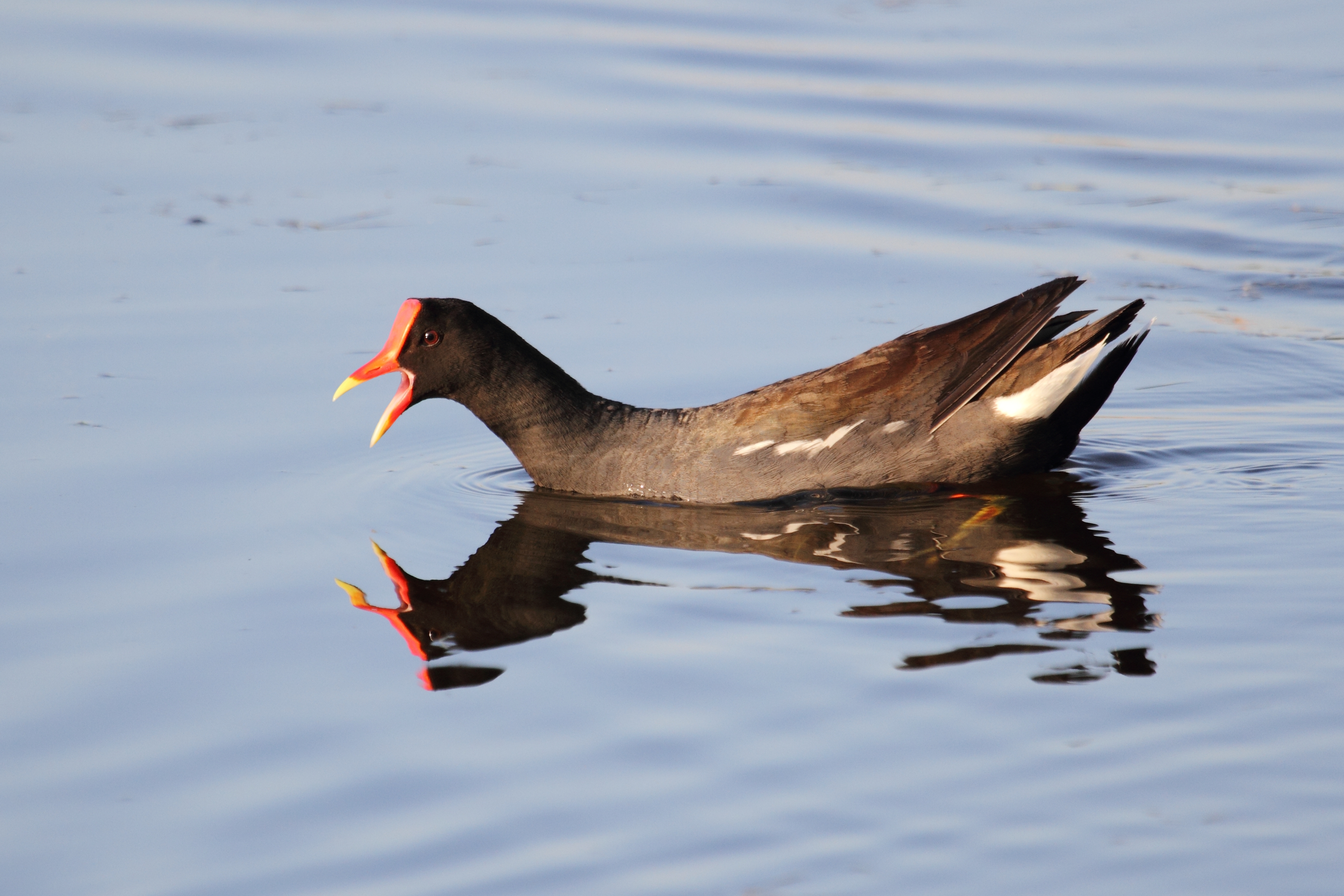 Болотная 20. Галеат. Purple Gallinule. Galeata.