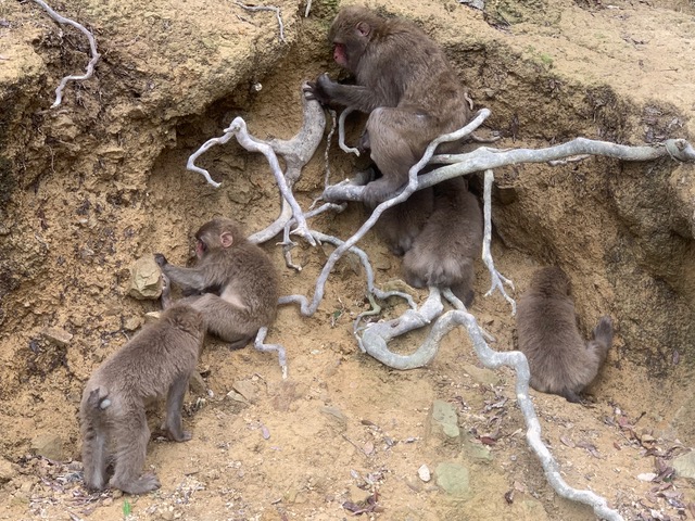 File:Geophagy and five Japanese monkeys.jpg