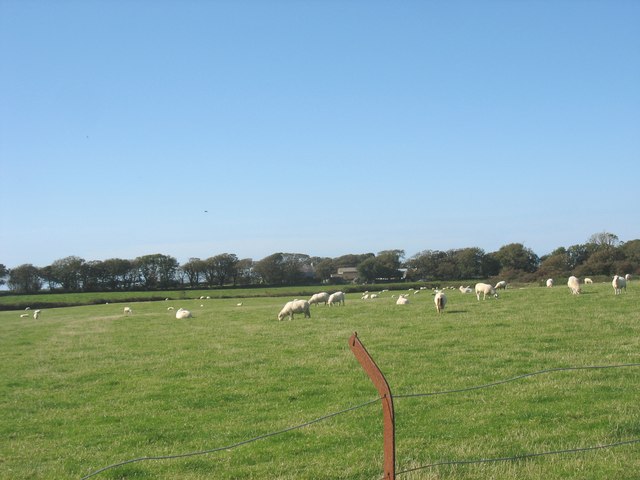 File:Grazing sheep near Refail with Tai Croesion in the background - geograph.org.uk - 1000260.jpg