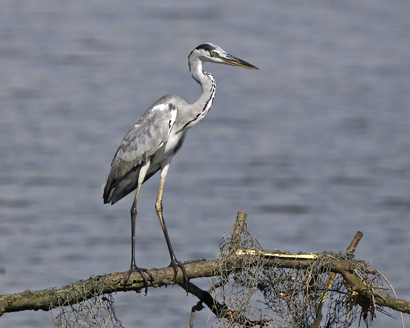 indian grey heron