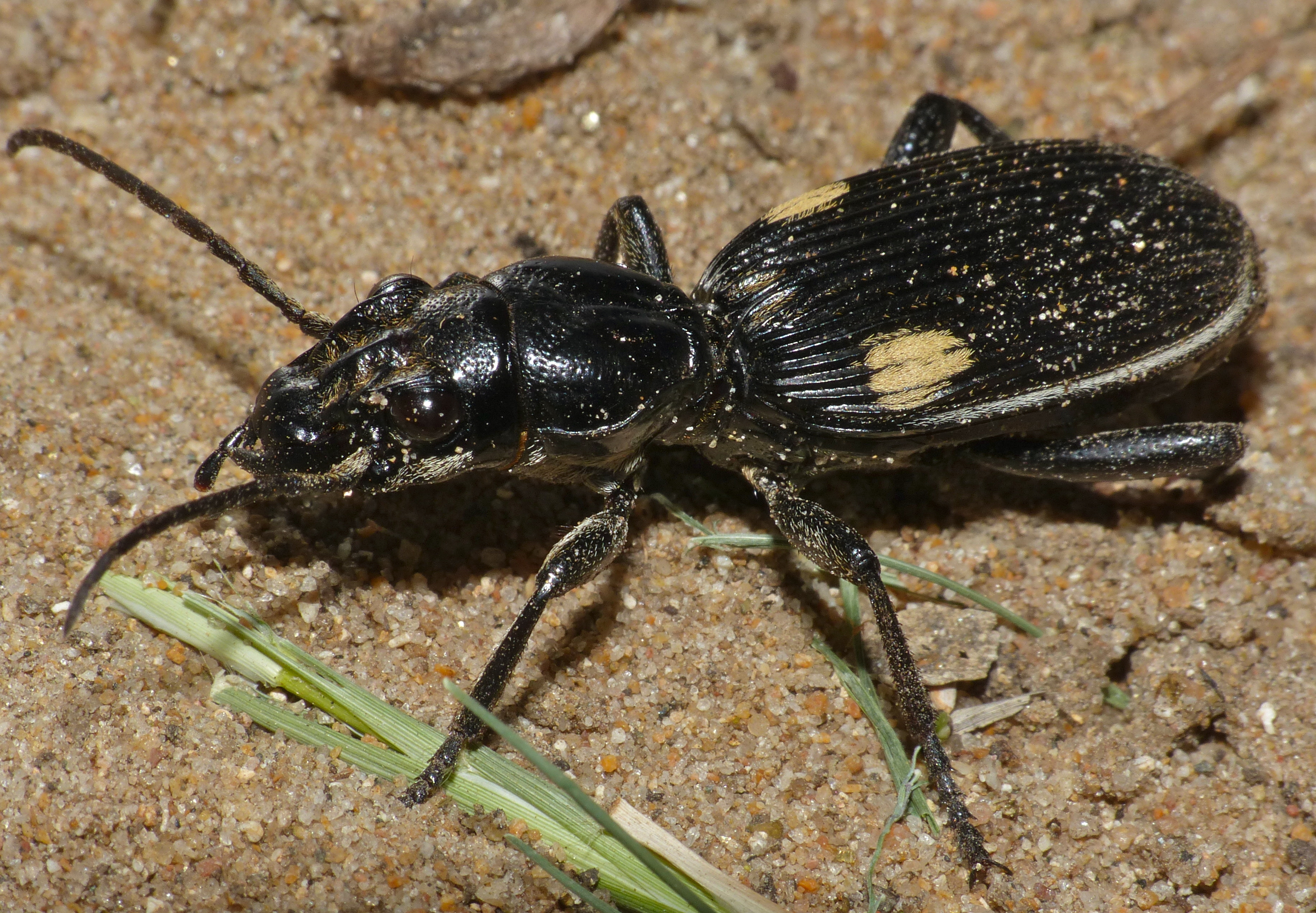 Ground Beetle (Anthia aequilatera) (11983787066).jpg