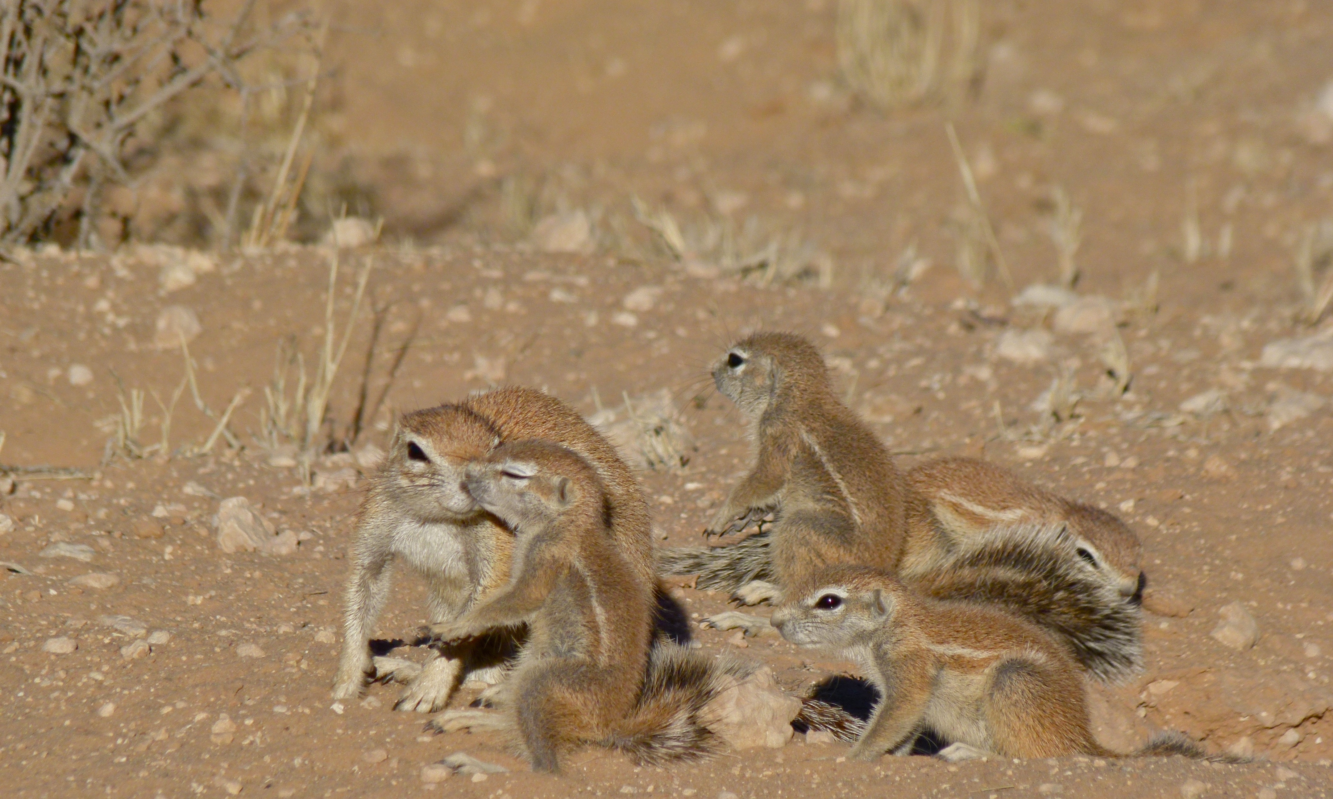 Ground Squirrels (Xerus inauris) (6538113319).jpg