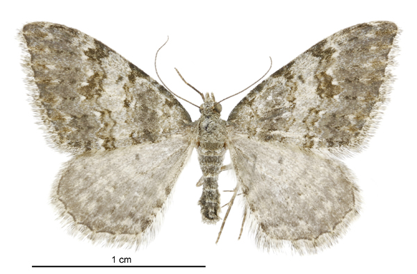 File:Helastia christinae female.jpg