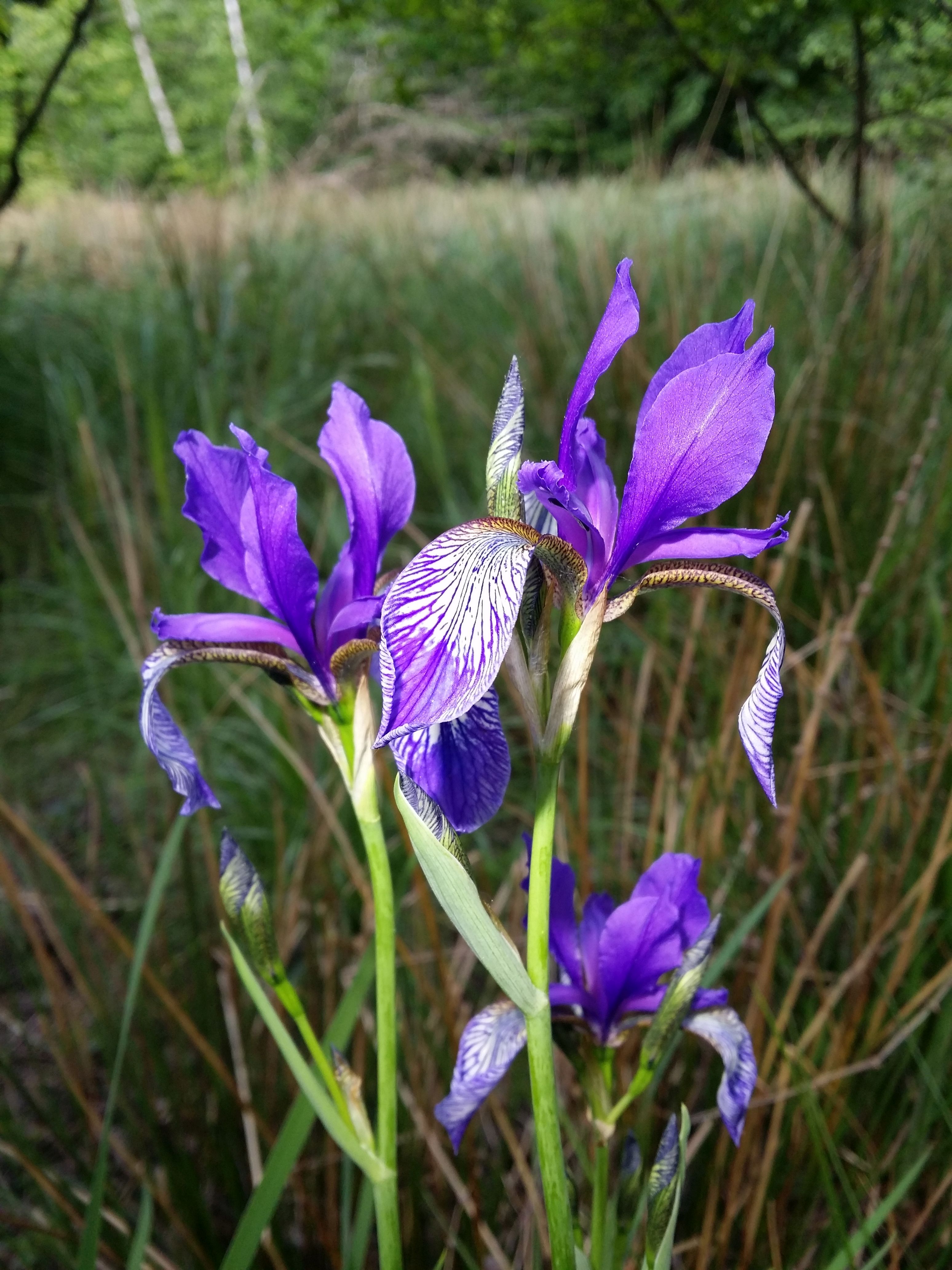 Iris sibirica livejournal. Iris sibirica `Tamberg. Iris sibirica Devils Dream. Iris sibirica White Amber. Ирис и Зимородок.