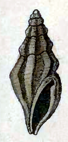 <i>Ithycythara rubricata</i> Species of gastropod