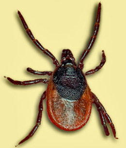 Клещ — переносчик вируса клещевого энцефалита. Ixodes persulcatus, самка.