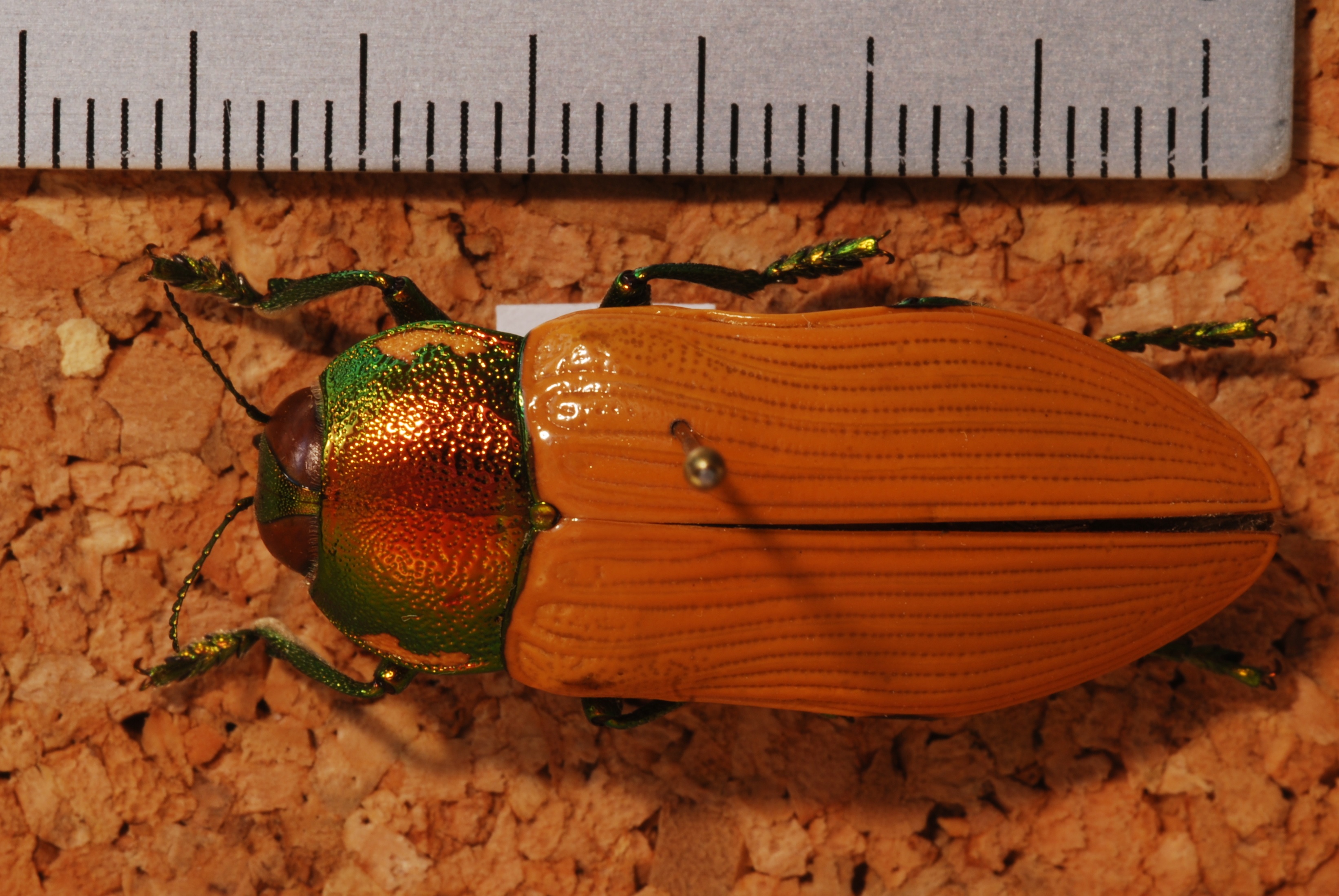 Jewel Beetle (Temognatha bruckii) (8242450802).jpg