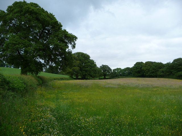 File:June meadow below Queen's Wood, Kempley Green. - geograph.org.uk - 1343572.jpg