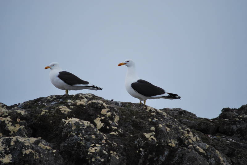 File:Larus dominicanus DT -AQ Greenwich- (6) (20848958382).jpg