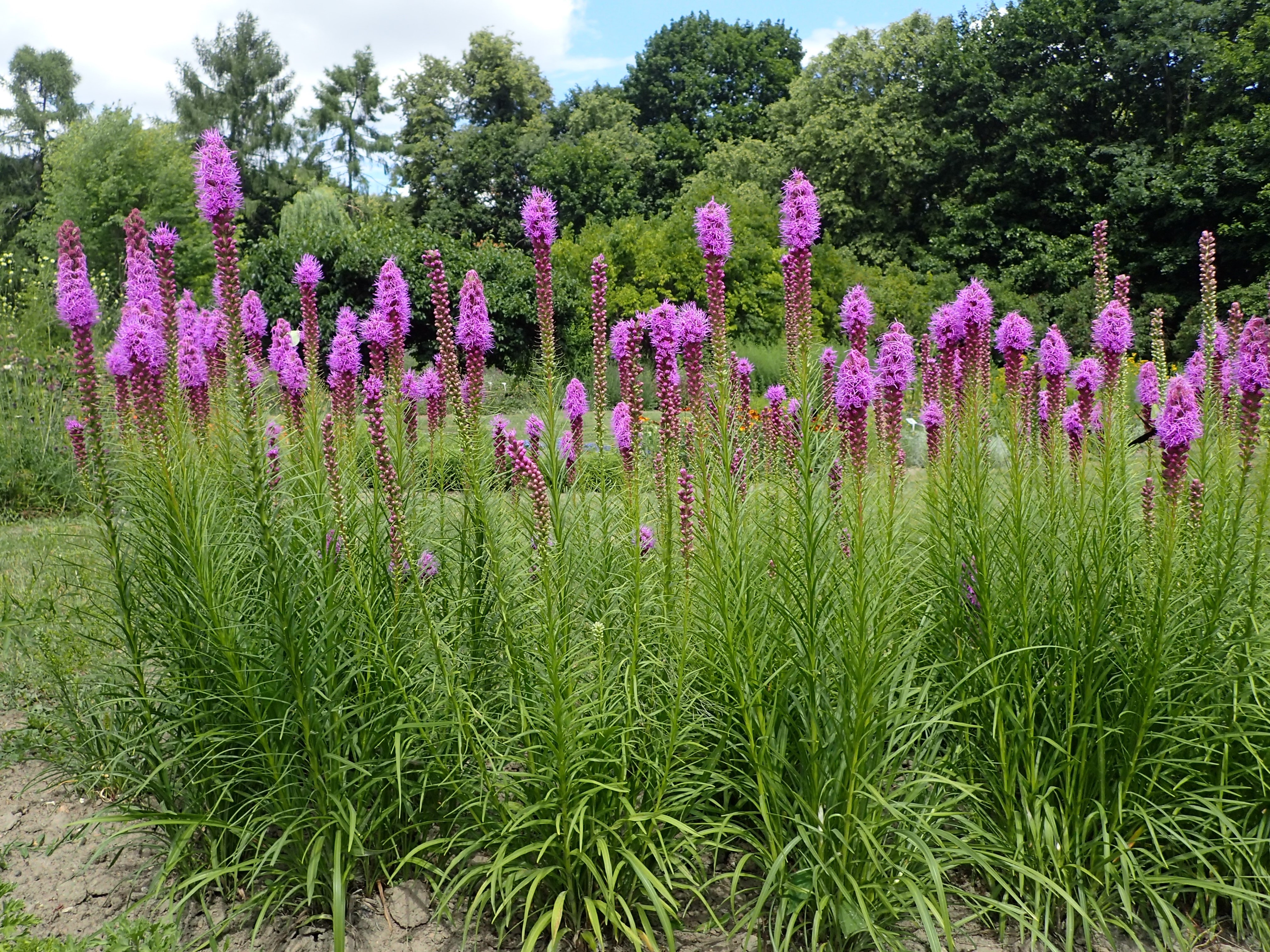 A patch of liatris spicata Blazingstar plant with their purple flowers in glorious full bloom