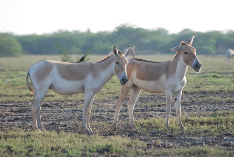 File:Little Rann of Kutch Wild Ass two.jpg