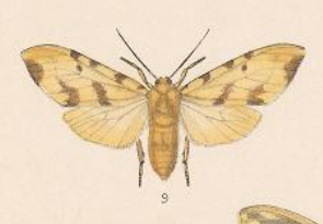 <i>Lophocampa labaca</i> Moth of the family Erebidae from Jalisco, Mexico
