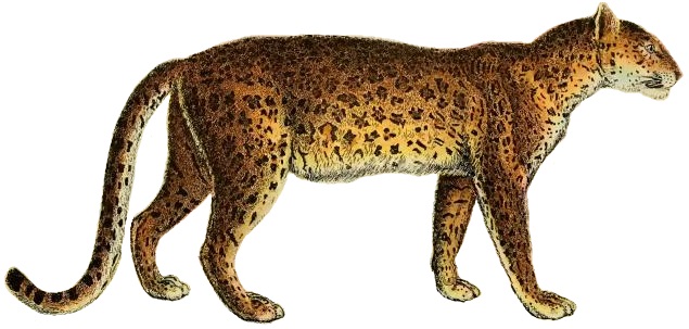 File:Lydekker - Leopard (white background).JPG