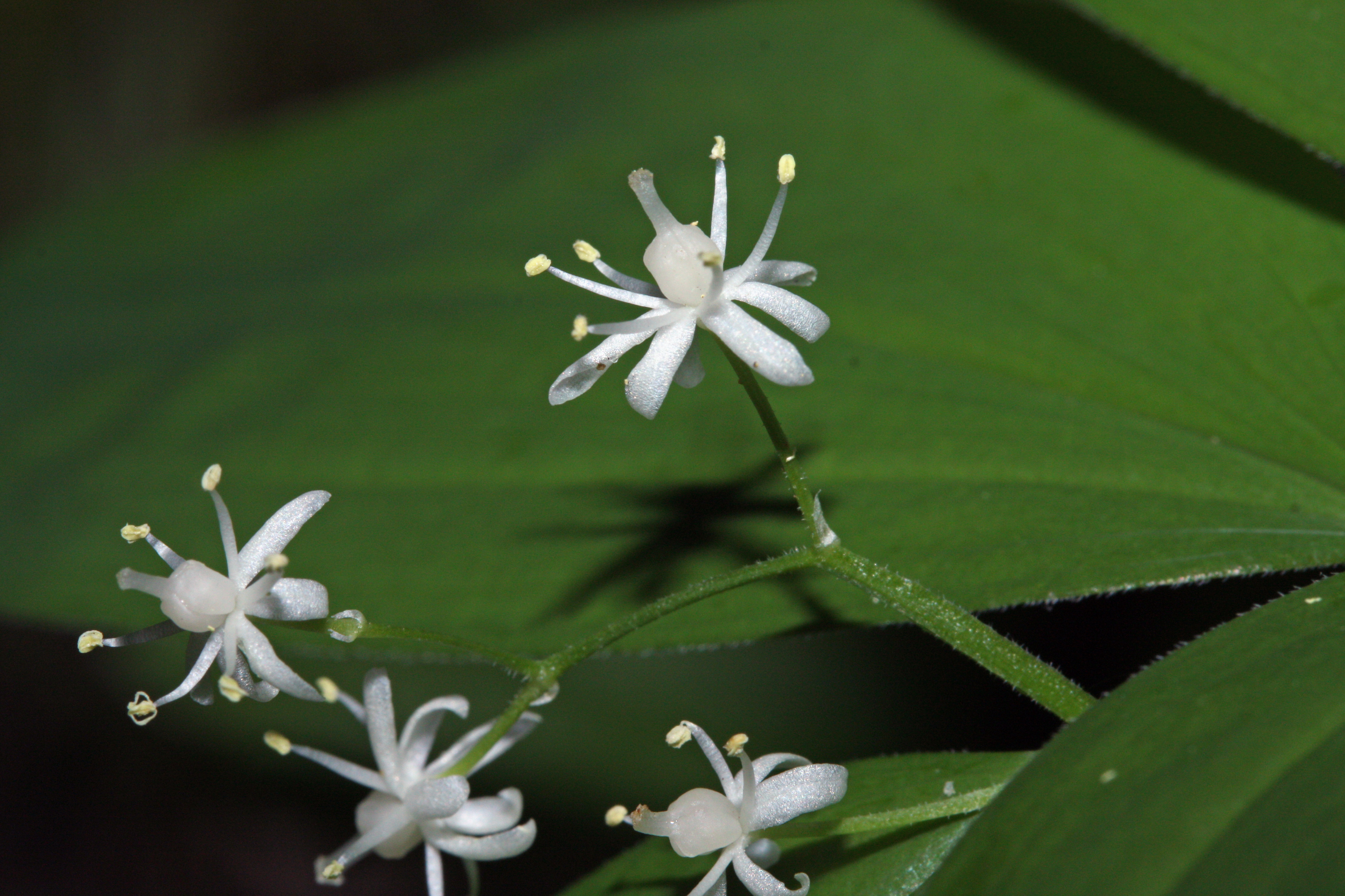 False star. Maianthemum stellatum.