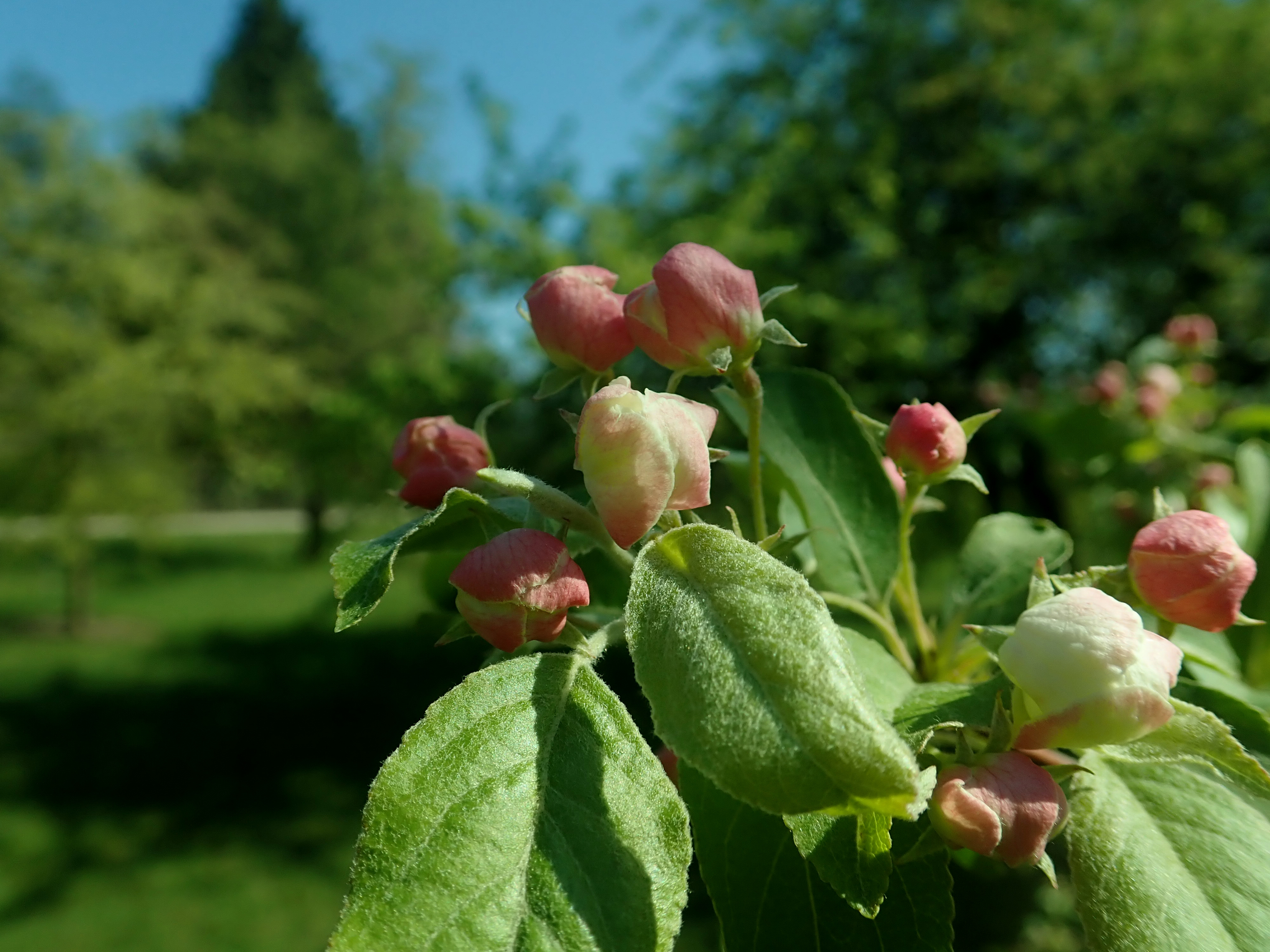 Malus Butterball Fruits С†РІРµС‚РєРё