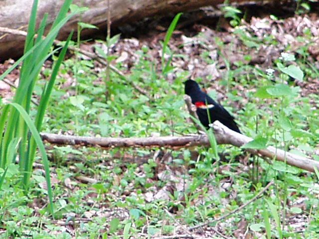 File:MaumeeBaySP NatureCtr (redwing bkbird).jpg
