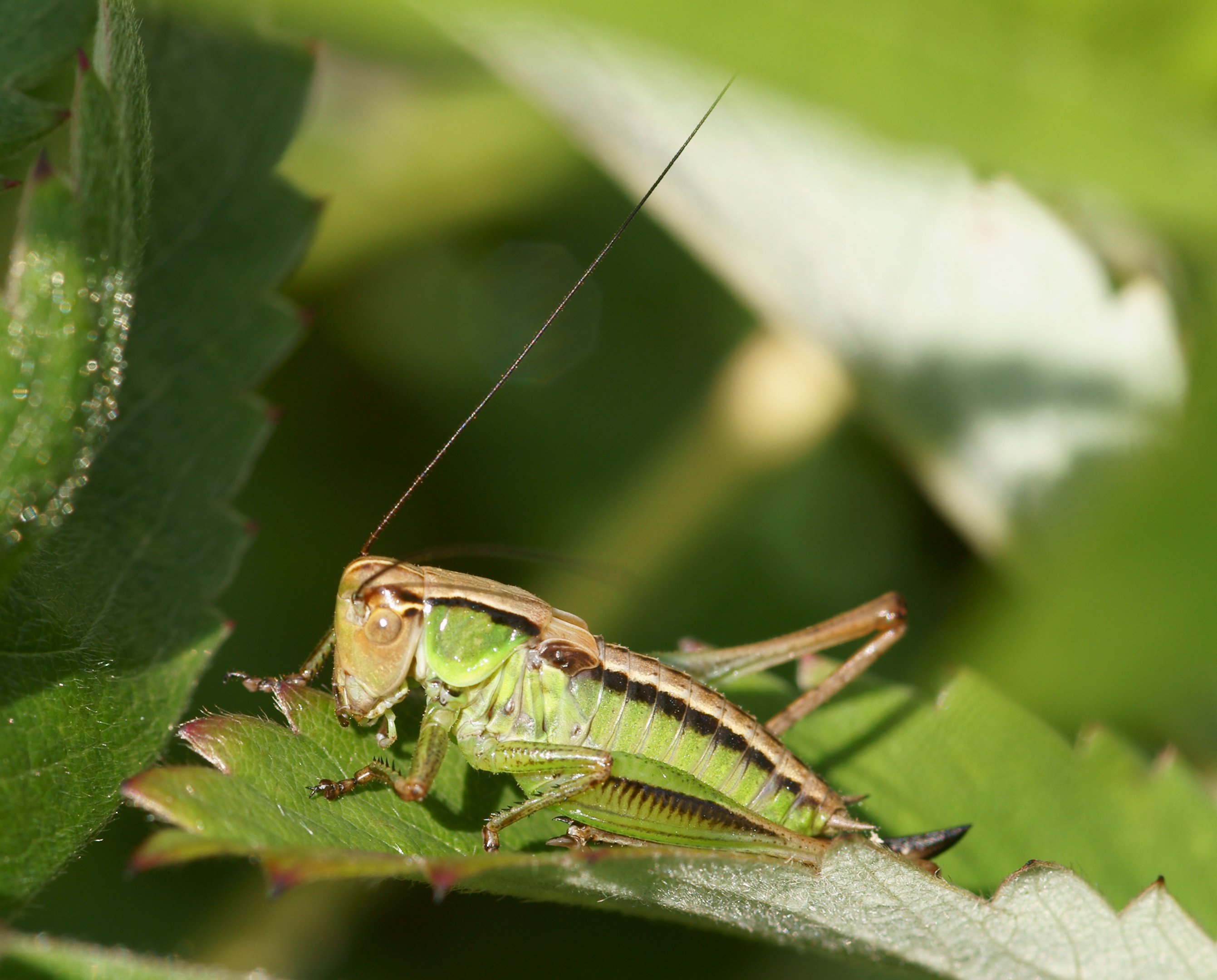 Metrioptera roeselii. Скачок Резеля. Metrioptera saussuriana. Скачок Резеля фото.