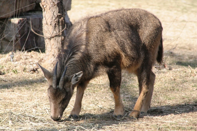 Naemorhedus caudatus