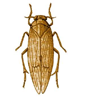 <span class="mw-page-title-main">Brown planthopper</span> Species of planthopper