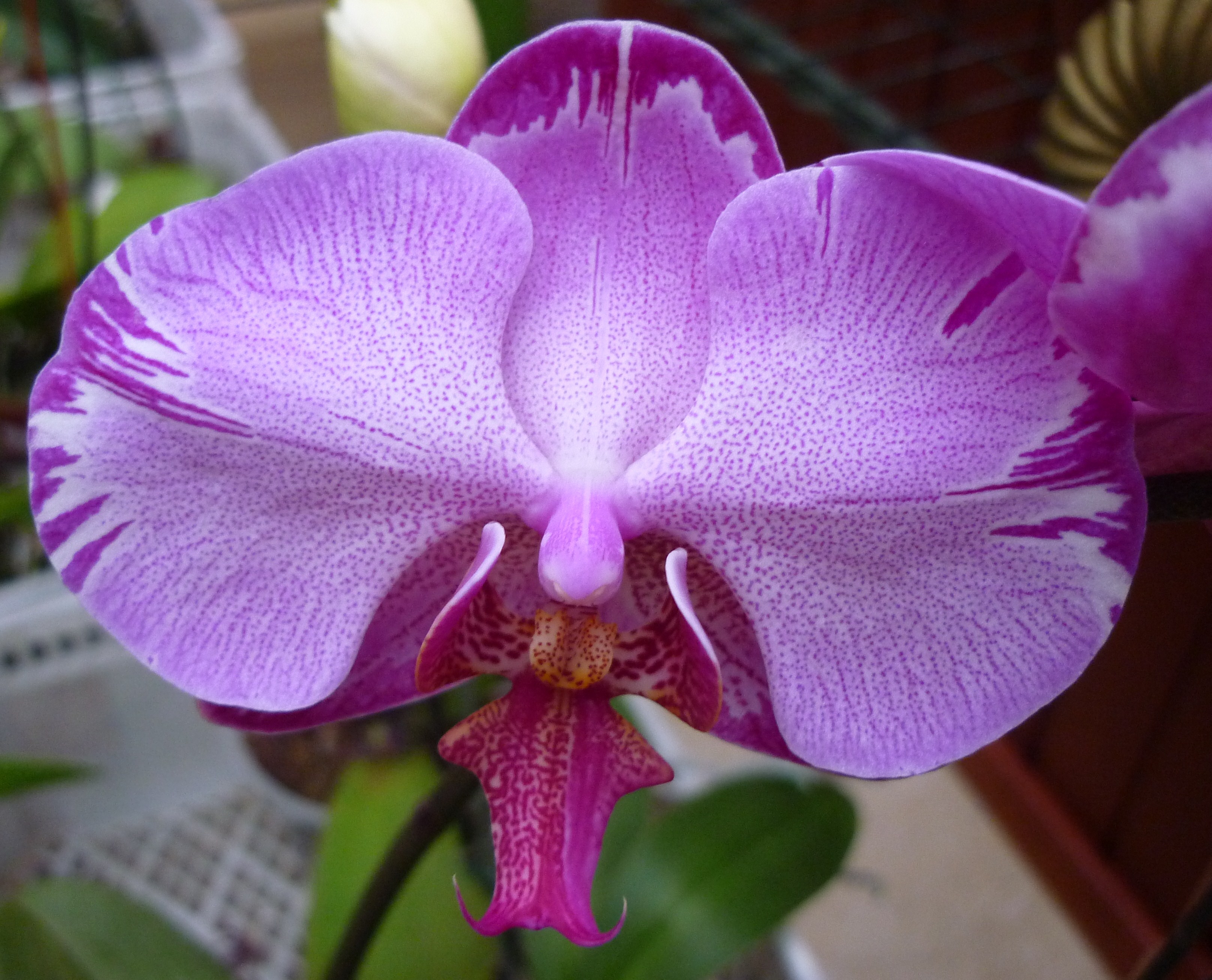 File:Orquidea Ecuatoriana.JPG - Wikipedia