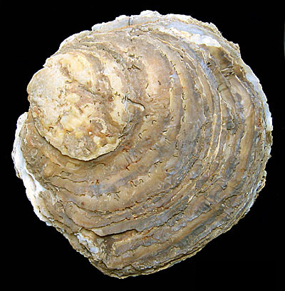 La Ostra plana europea, Colchester ostra nativa, barro, comestible ostra  ostra (Ostrea edulis), conchas en la playa, Alemania Fotografía de stock -  Alamy