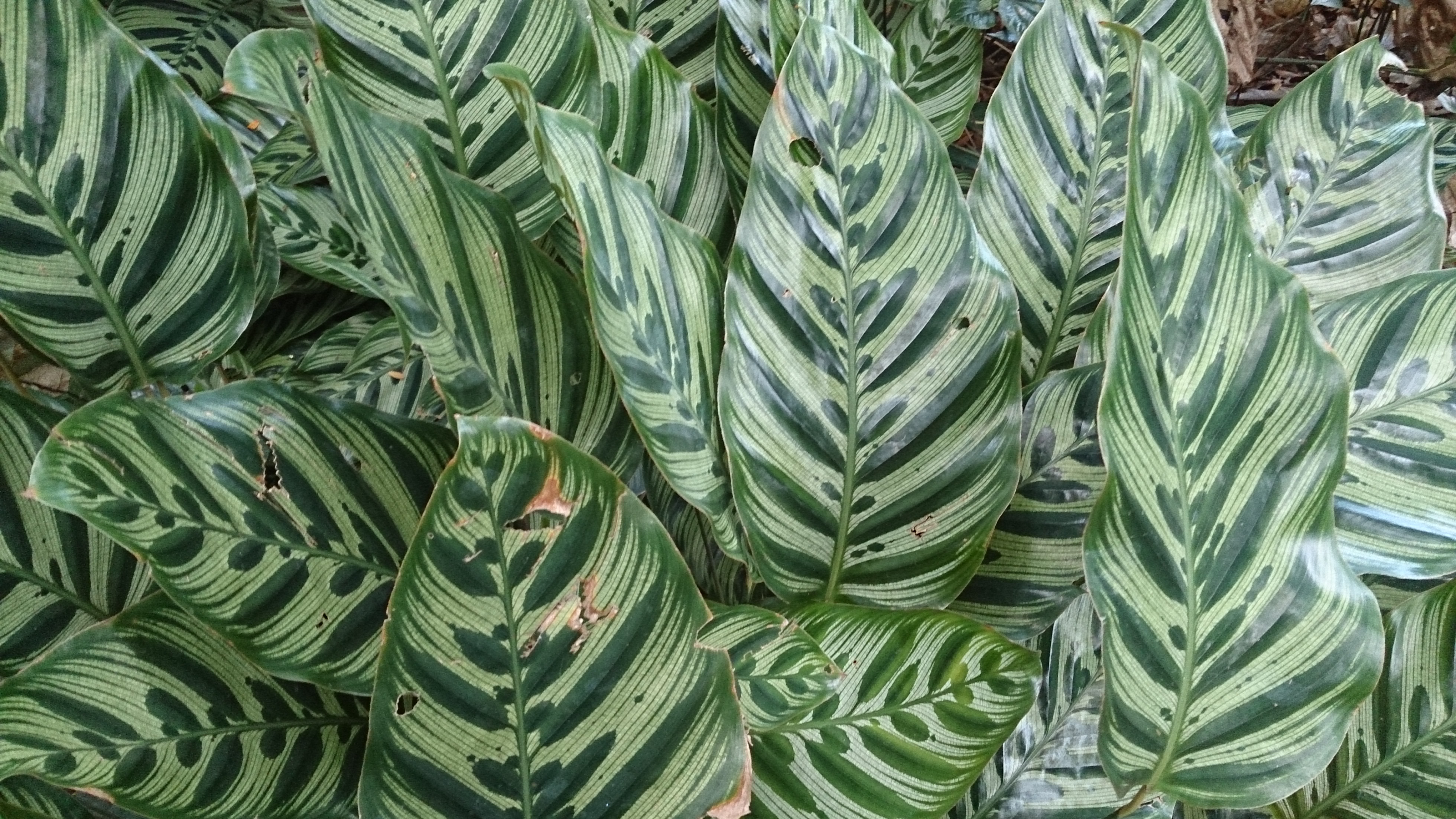 Калатея Либиана (Calathea libbyana)