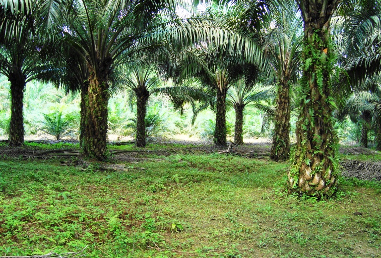 File Perkebunan kelapa sawit milik rakyat 16 JPG 