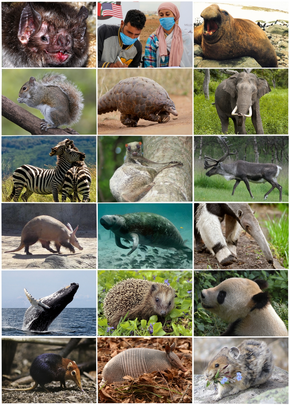 types of mammals