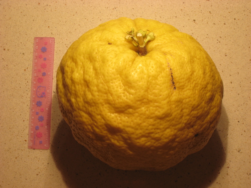 Ponderosa lemon - Wikipedia