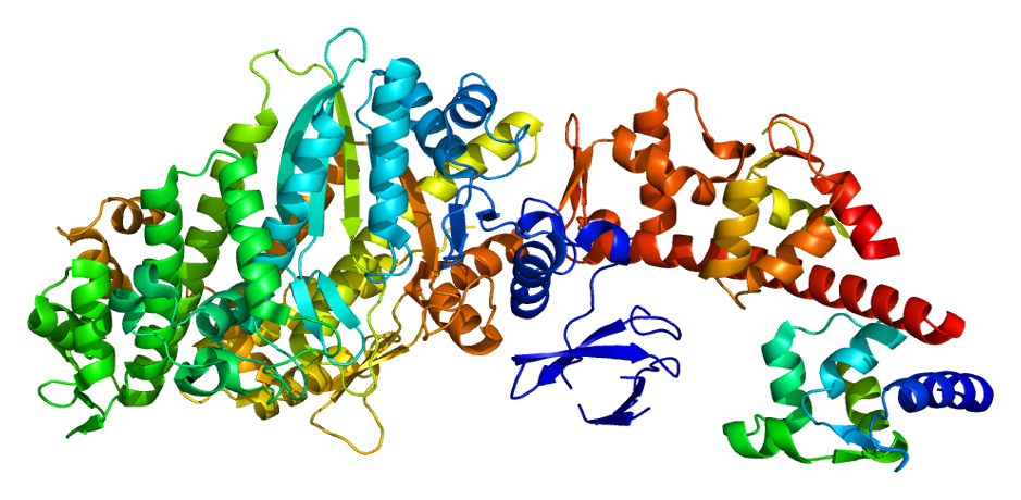 Wiki b6. Myosin 5a'. Миозин 5. Reca белок. Найди ФРАГМЕНТЫ белок.