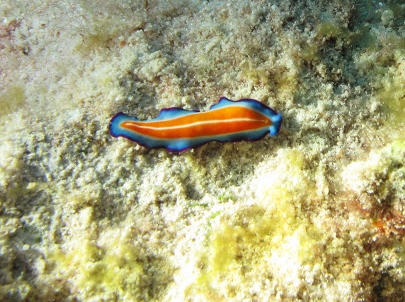 Pseudoceros susanae