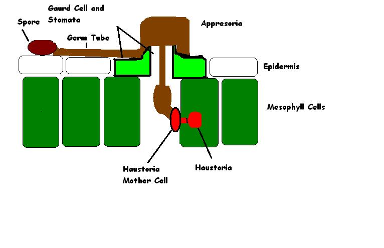 Rust infection