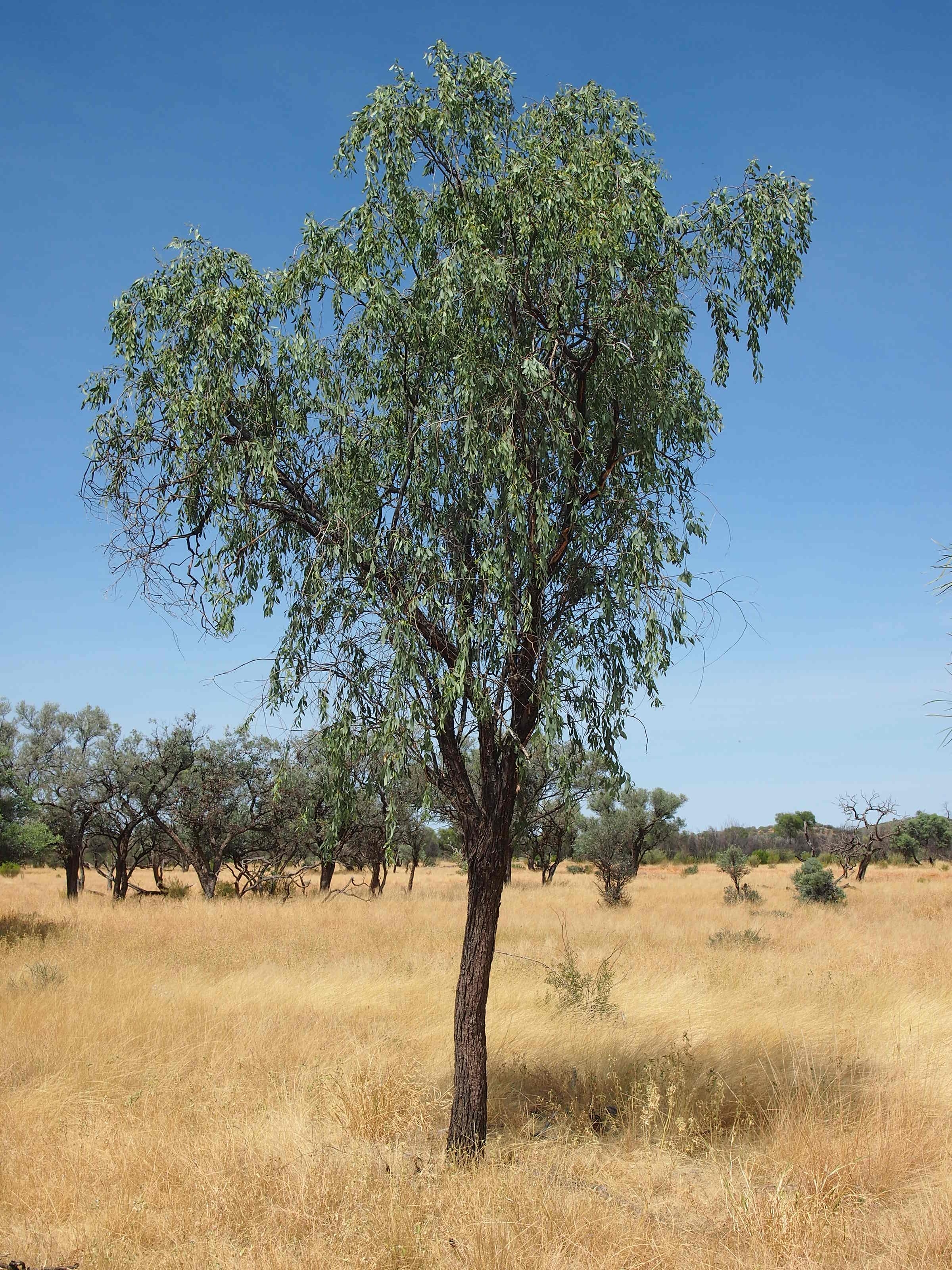 Sandalwood Tree – Blue Sun