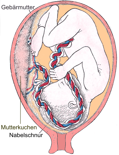 File:Schwangerschaft.png