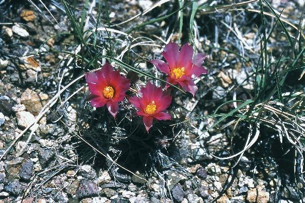 File:Sclerocactus spinosior fh 69 81 UT B.jpg