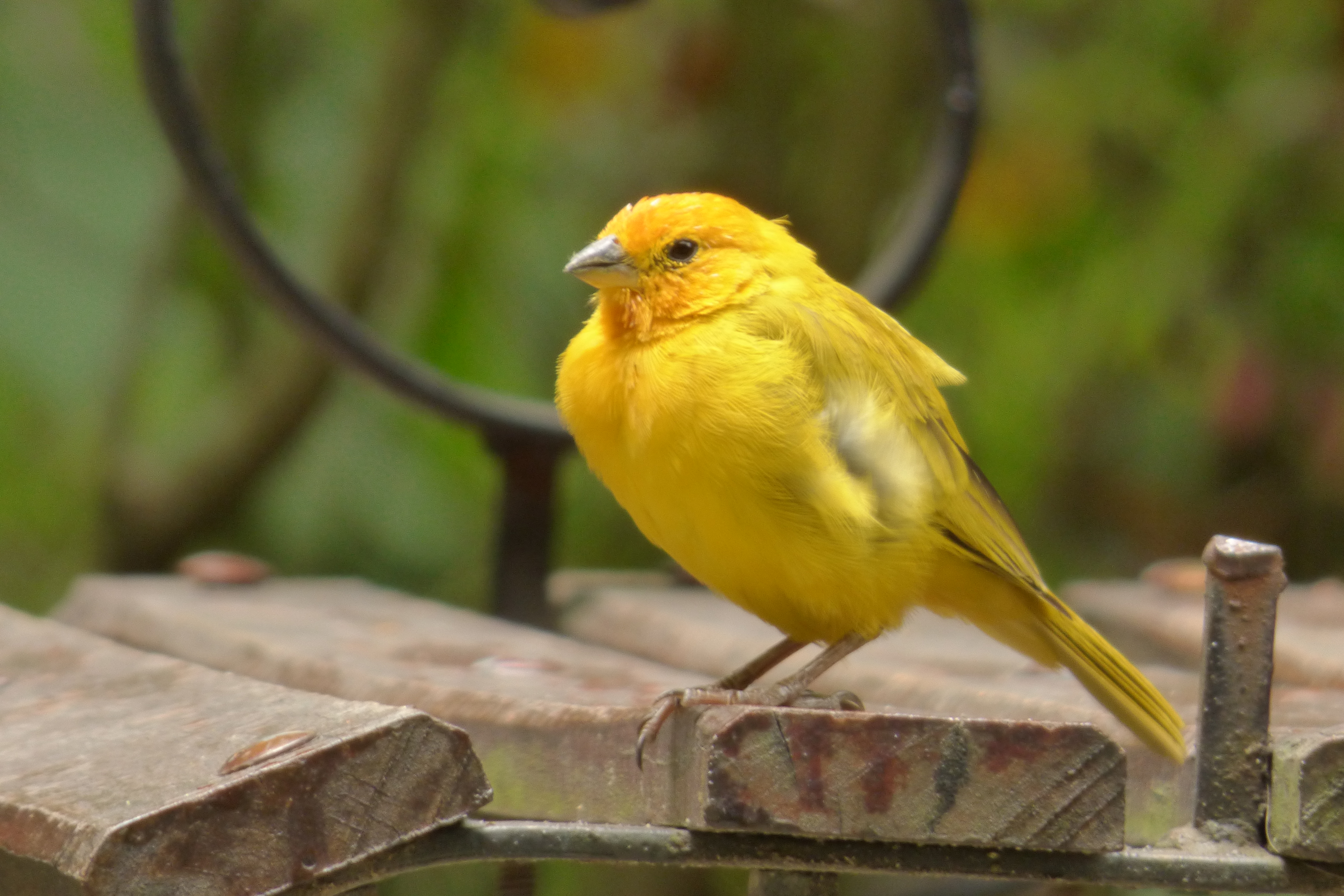 Cuanto dura un canario amarillo