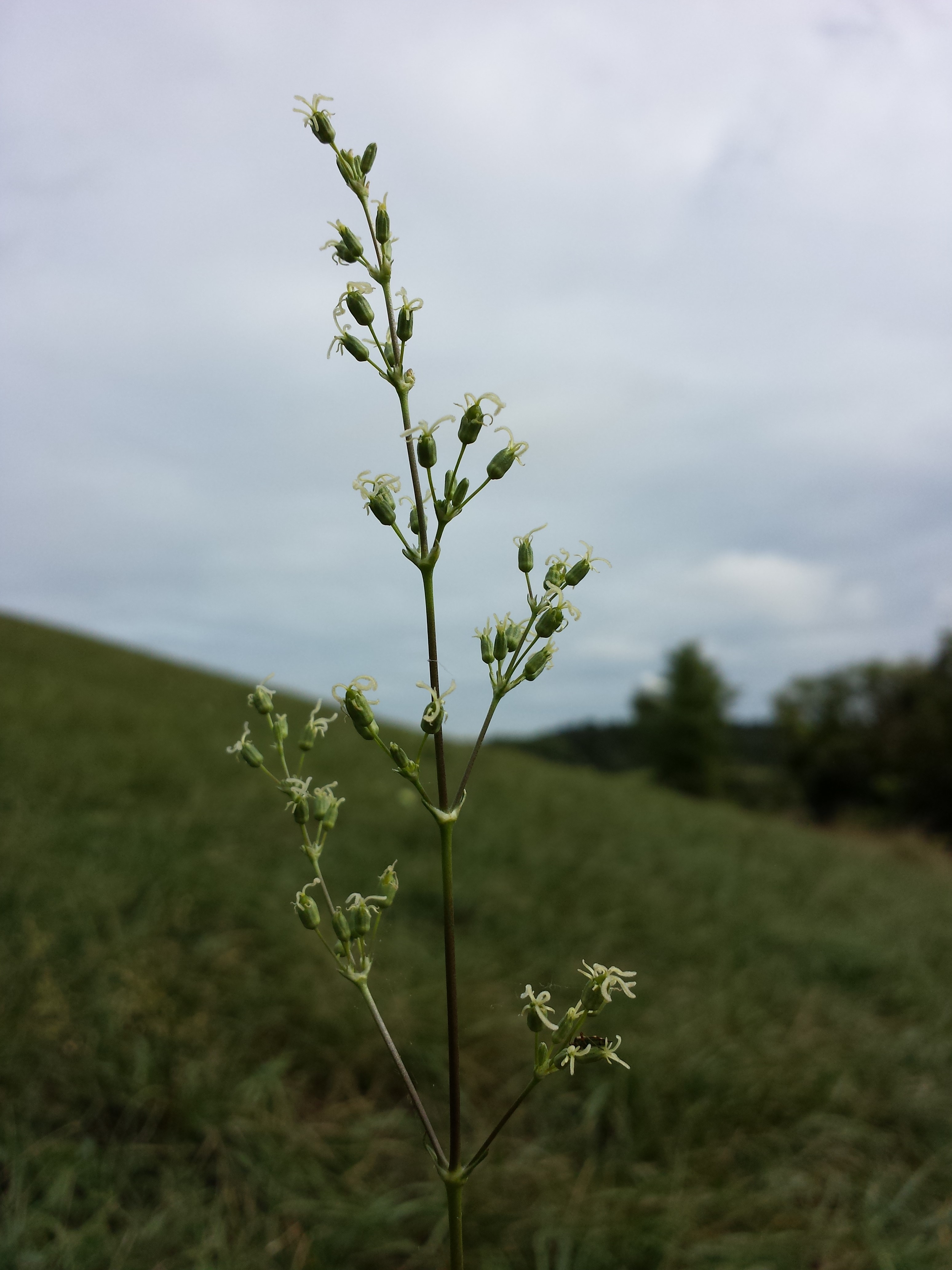 Трава силен. Сильное растение. Ушанка клинолистная - otites cuneifolia Raf. Silene otites SM.