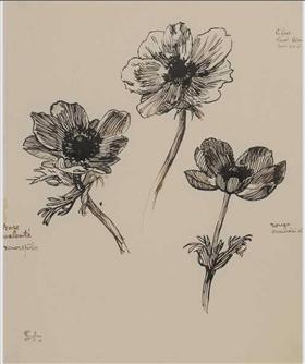 File:Steinlen - trois-etudes-d-anemones.jpg