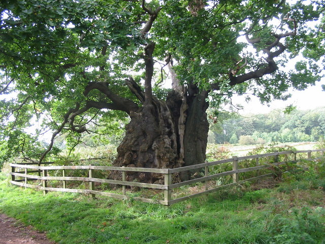 The Old Man of Calke - geograph.org.uk - 251044