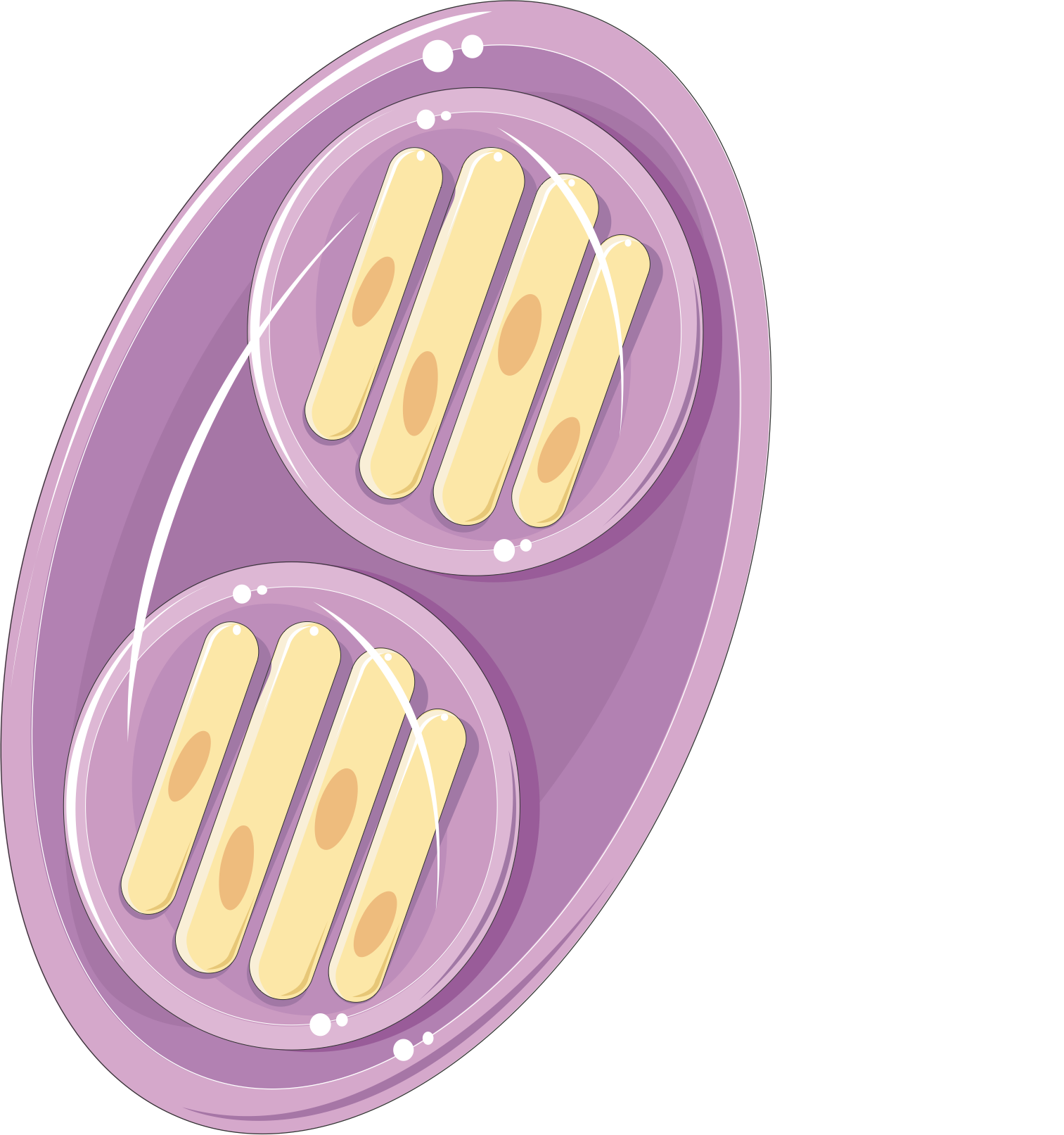 toxoplasma gondii oocyst