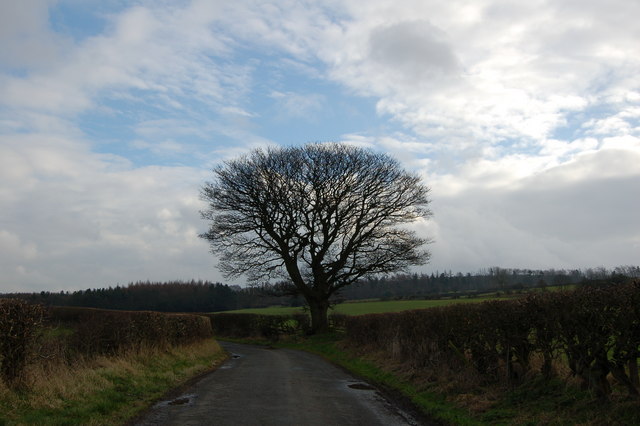 File:Tree on Cut Throat Lane - geograph.org.uk - 346430.jpg