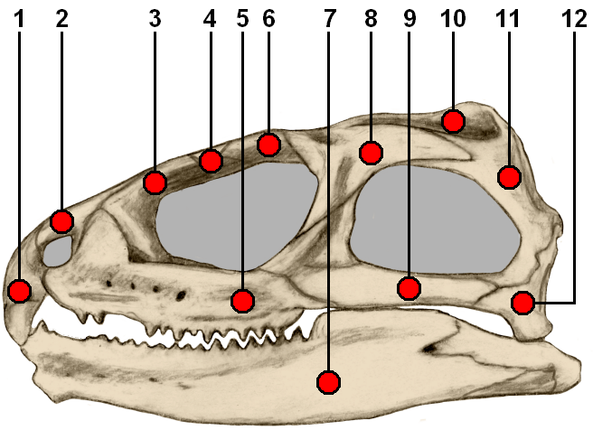 File:Tuatara skull side.PNG