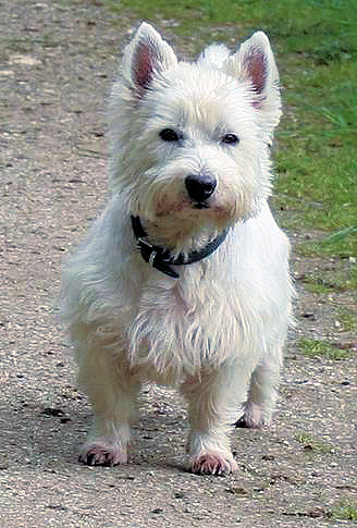 File:West Highland Terrier.jpg