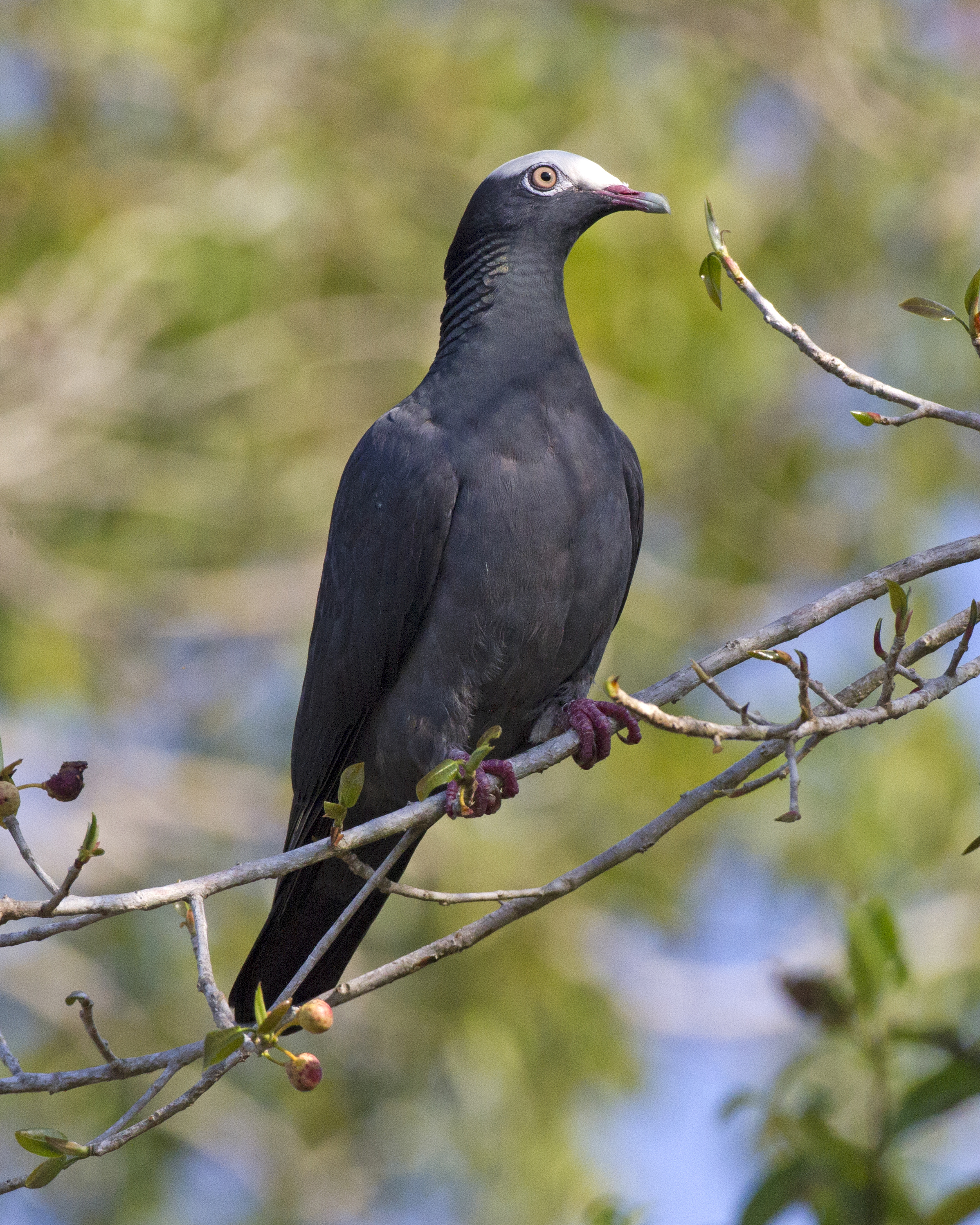 black pigeon