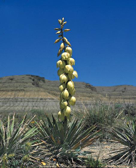 File:Yucca harrimaniae subsp. gilbertiana fh 1186.14 UT B.jpg