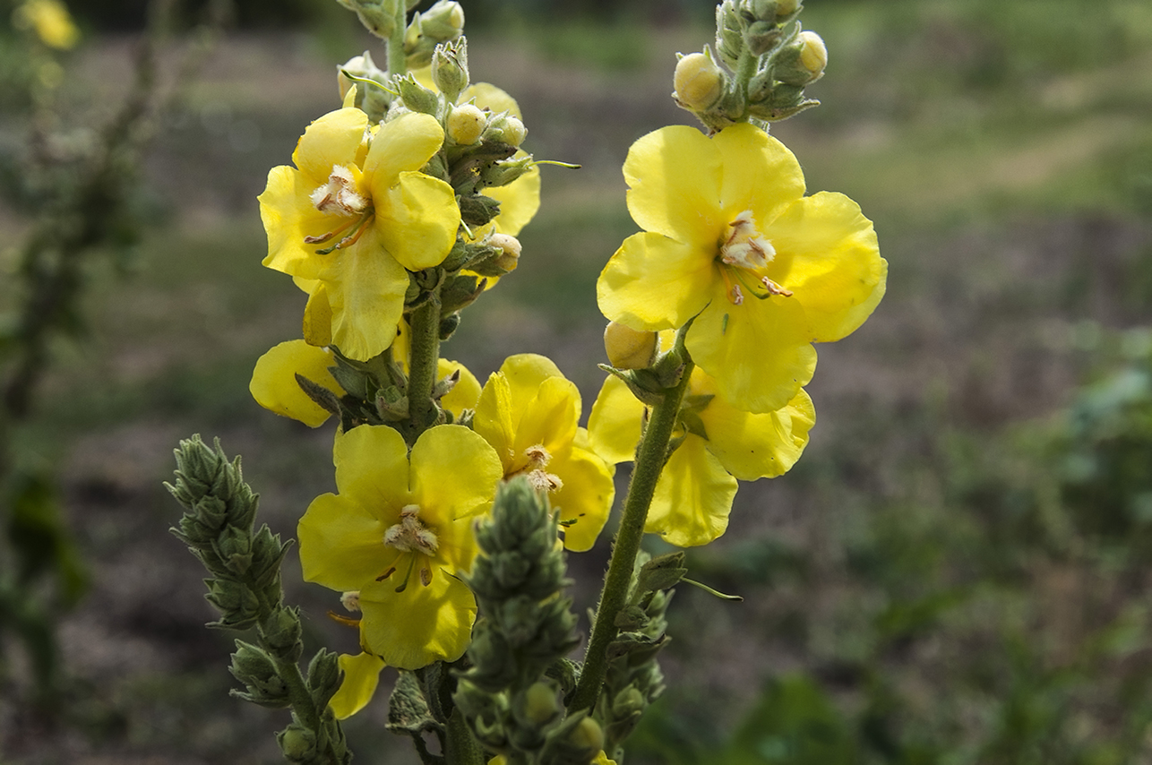 Verbascum Thapsus