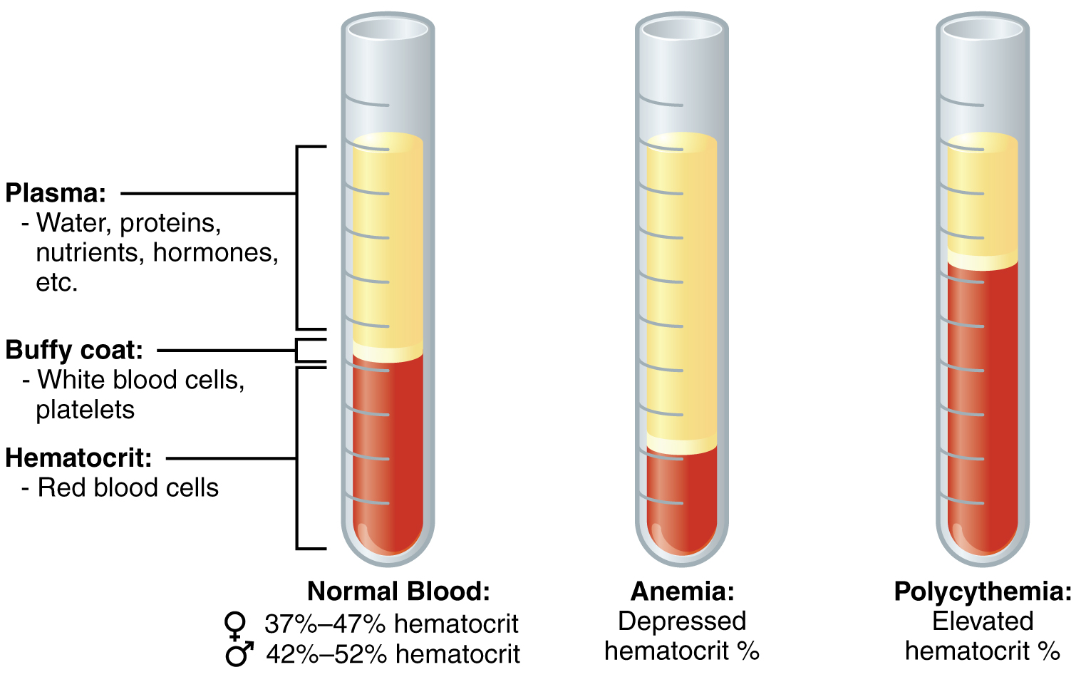 Alpha-thalassemia: Video, Anatomy & Definition